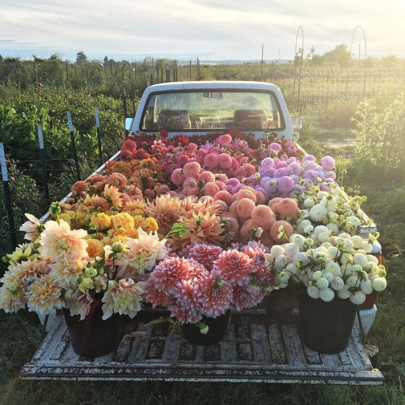 Este Instagram prova que o trabalho dos floristas  a melhor coisa do mundo 01