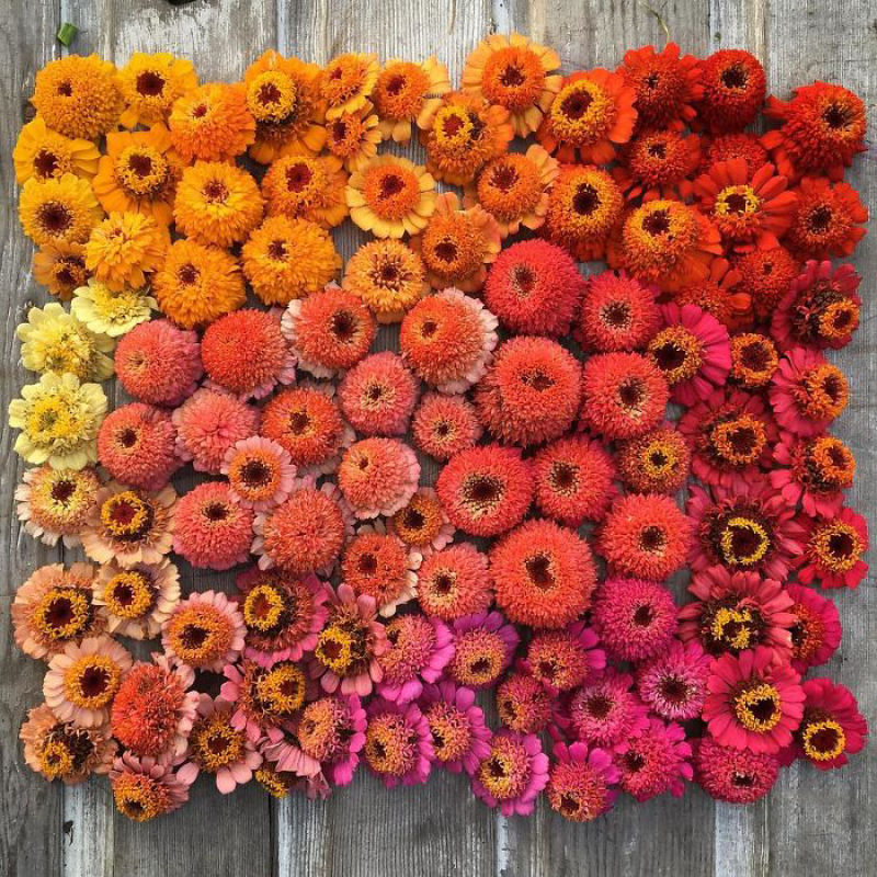 Este Instagram prova que o trabalho dos floristas  a melhor coisa do mundo 02