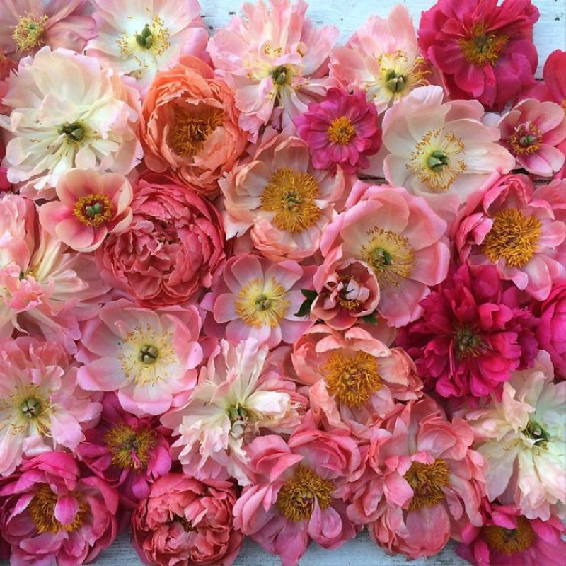 Este Instagram prova que o trabalho dos floristas  a melhor coisa do mundo 08