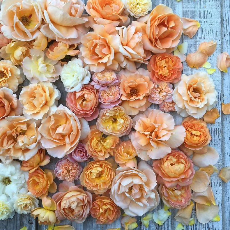 Este Instagram prova que o trabalho dos floristas  a melhor coisa do mundo 10