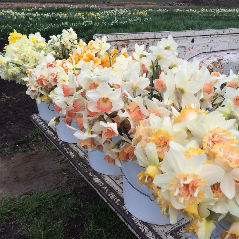 Este Instagram prova que o trabalho dos floristas  a melhor coisa do mundo 12
