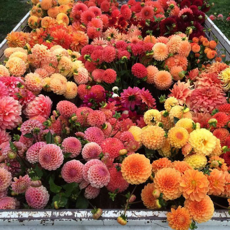 Este Instagram prova que o trabalho dos floristas  a melhor coisa do mundo 13