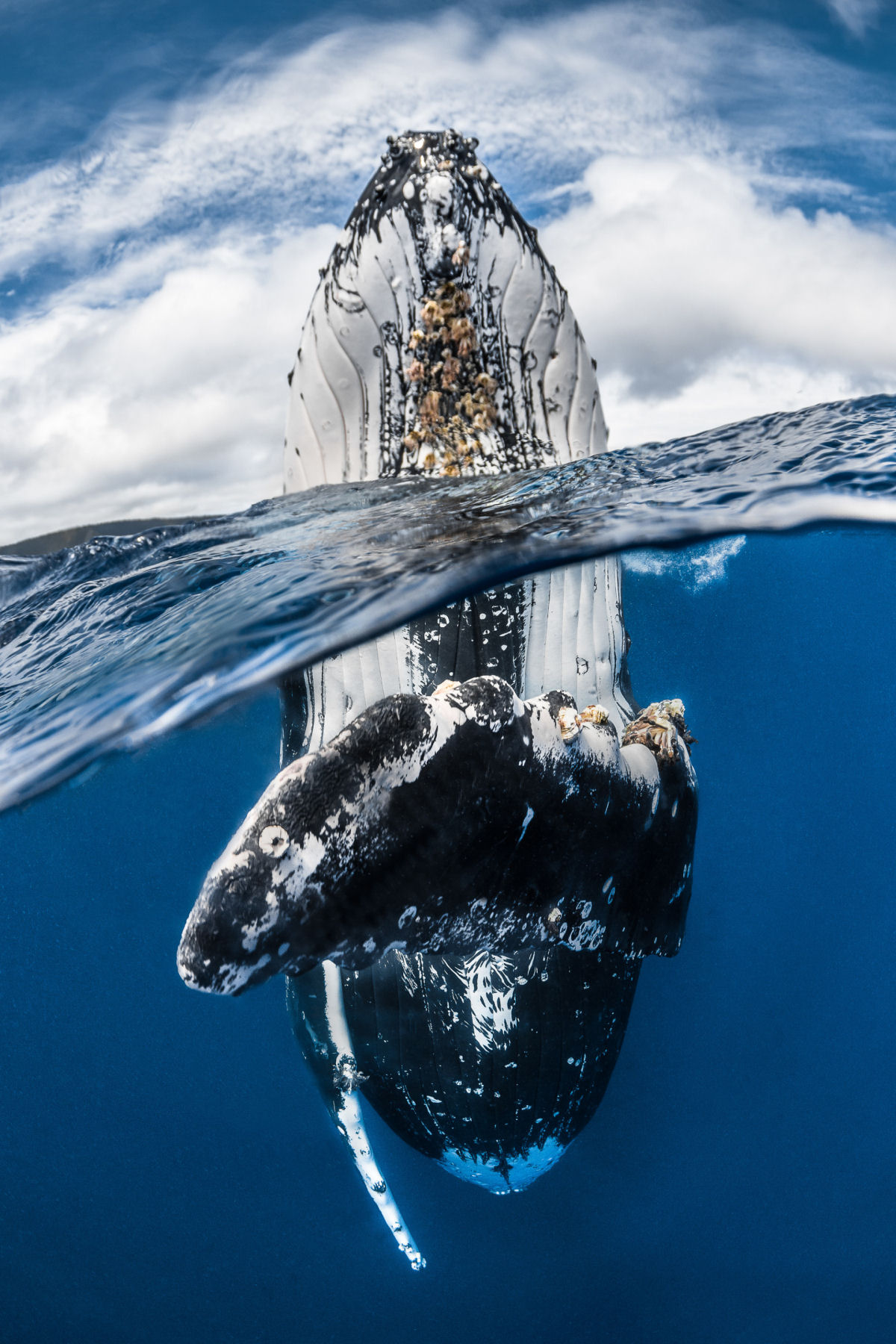 As incrveis fotos do concurso de fotografia subaqutica 2018 11