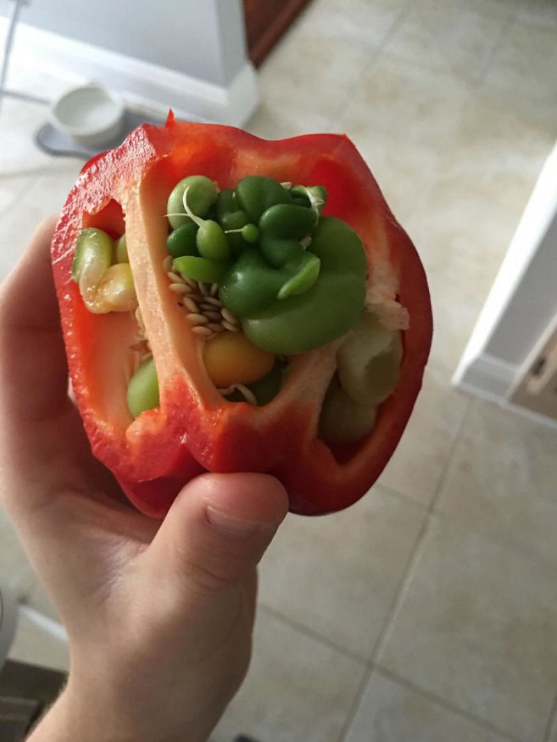Isto  o que acontece a 17 frutas e verduras quando germinam antes do tempo 09