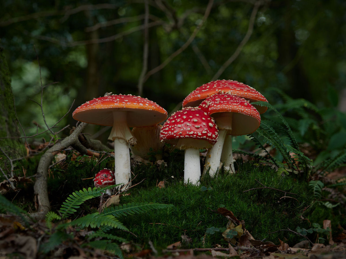 Macrofotografias mostram a espantosa biodiversidade dos fungos 01