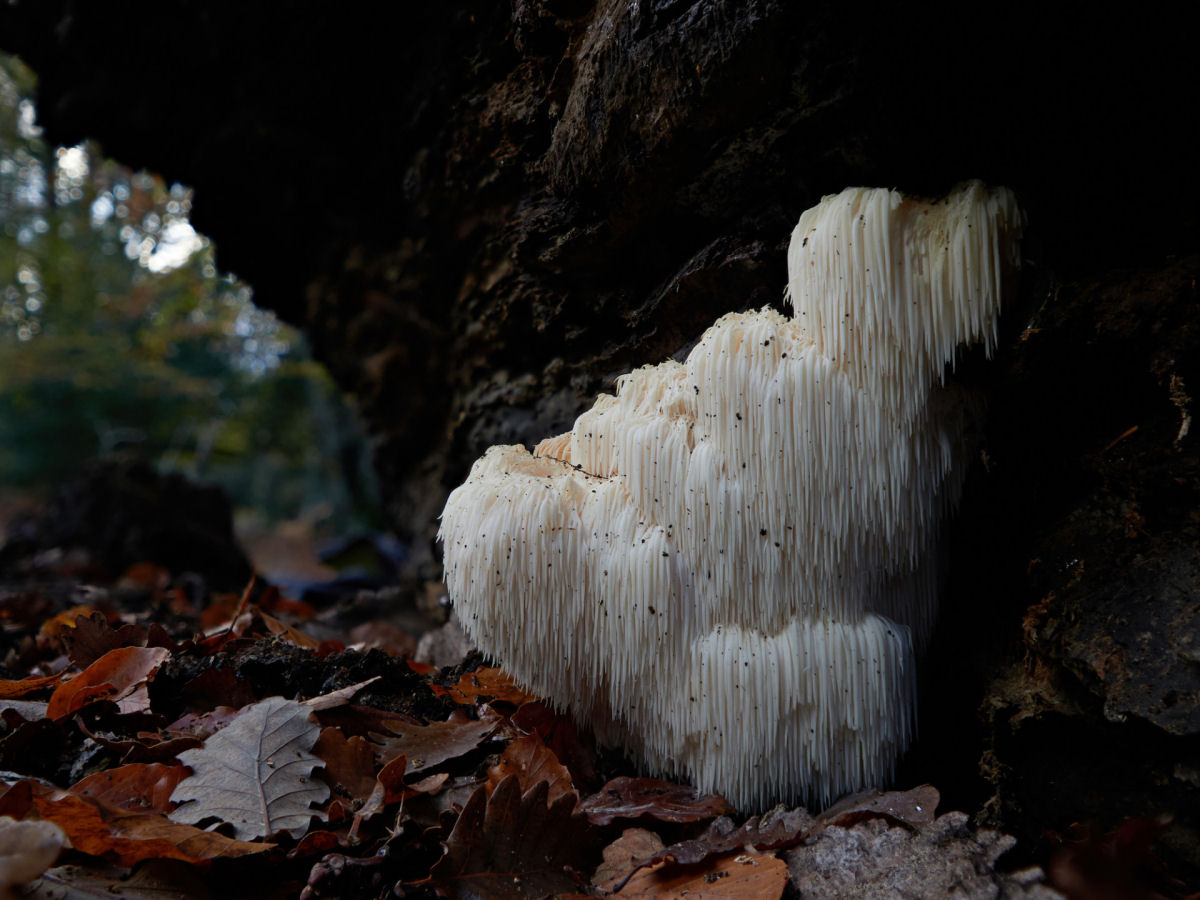 Macrofotografias mostram a espantosa biodiversidade dos fungos 03
