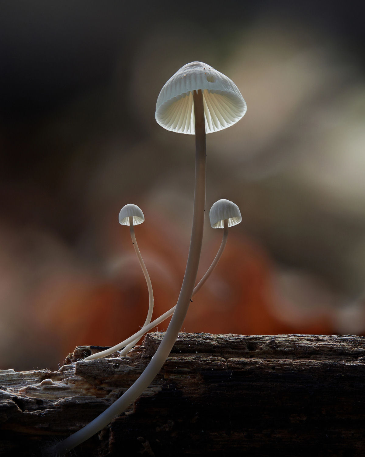 Macrofotografias mostram a espantosa biodiversidade dos fungos 04