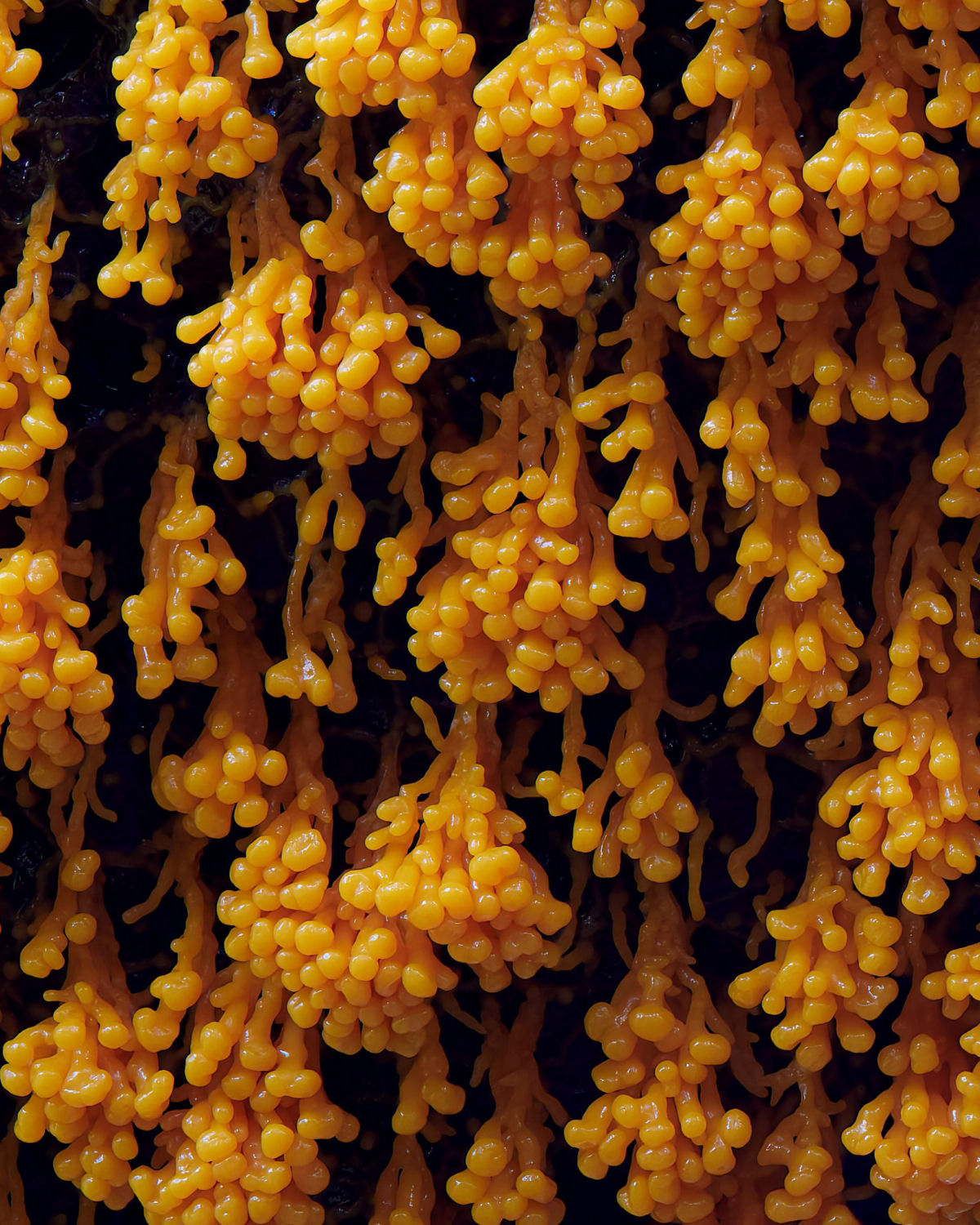 Macrofotografias mostram a espantosa biodiversidade dos fungos 06