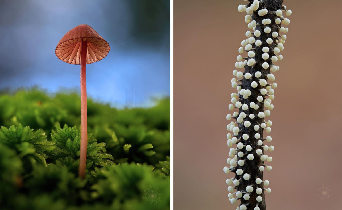 Macrofotografias mostram a espantosa biodiversidade dos fungos 07