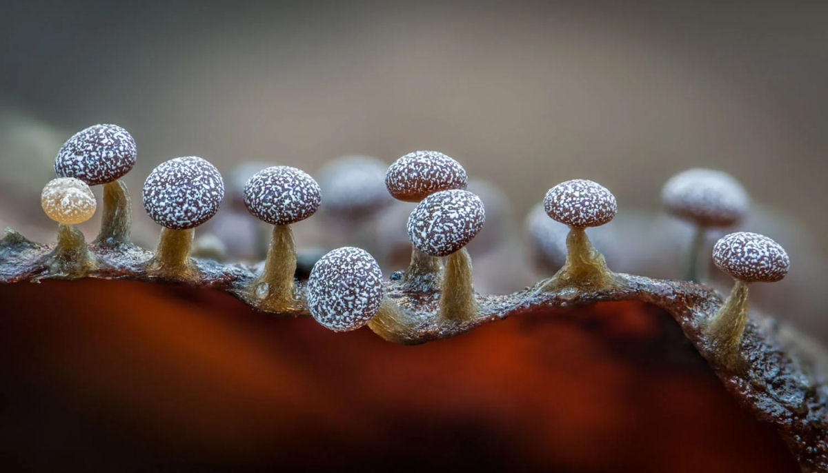 Macrofotografias mostram a espantosa biodiversidade dos fungos 08