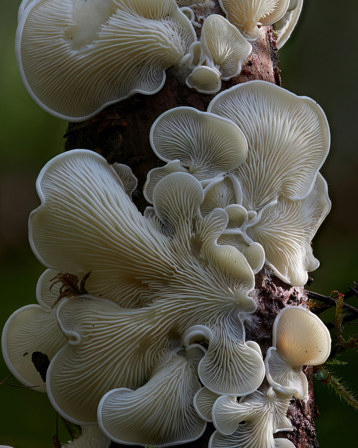 Macrofotografias mostram a espantosa biodiversidade dos fungos 09