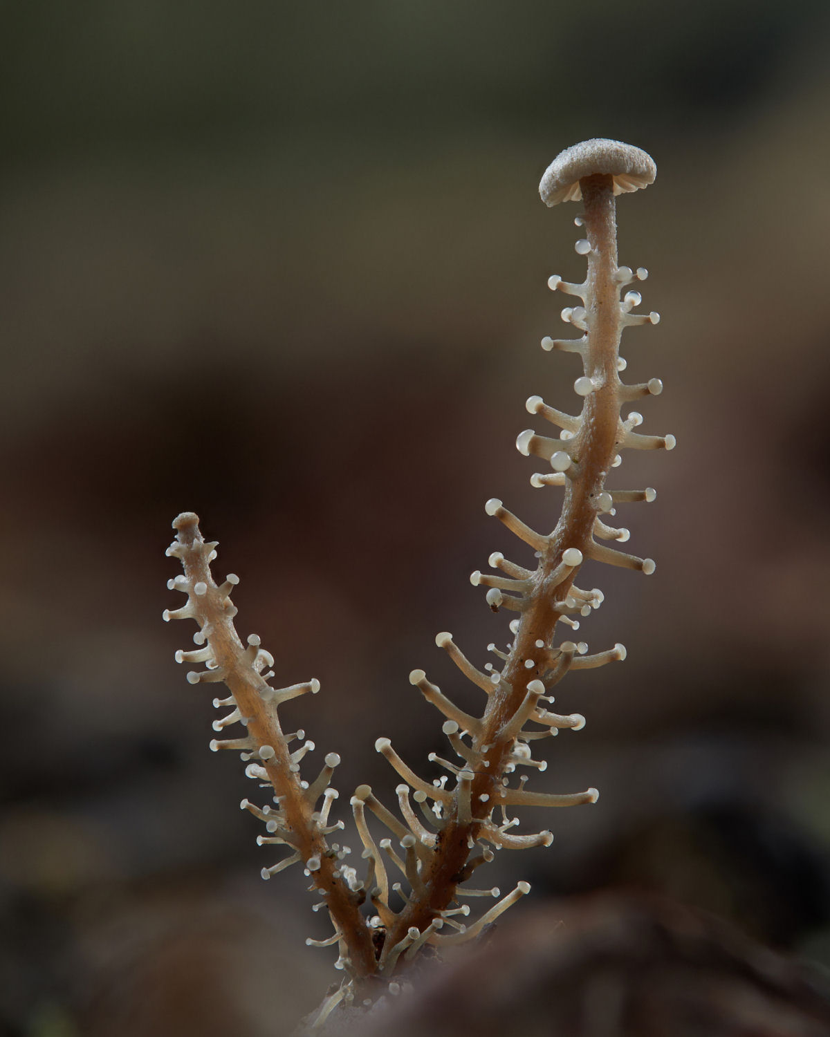 Macrofotografias mostram a espantosa biodiversidade dos fungos 10