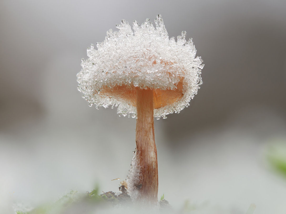 Macrofotografias mostram a espantosa biodiversidade dos fungos 11