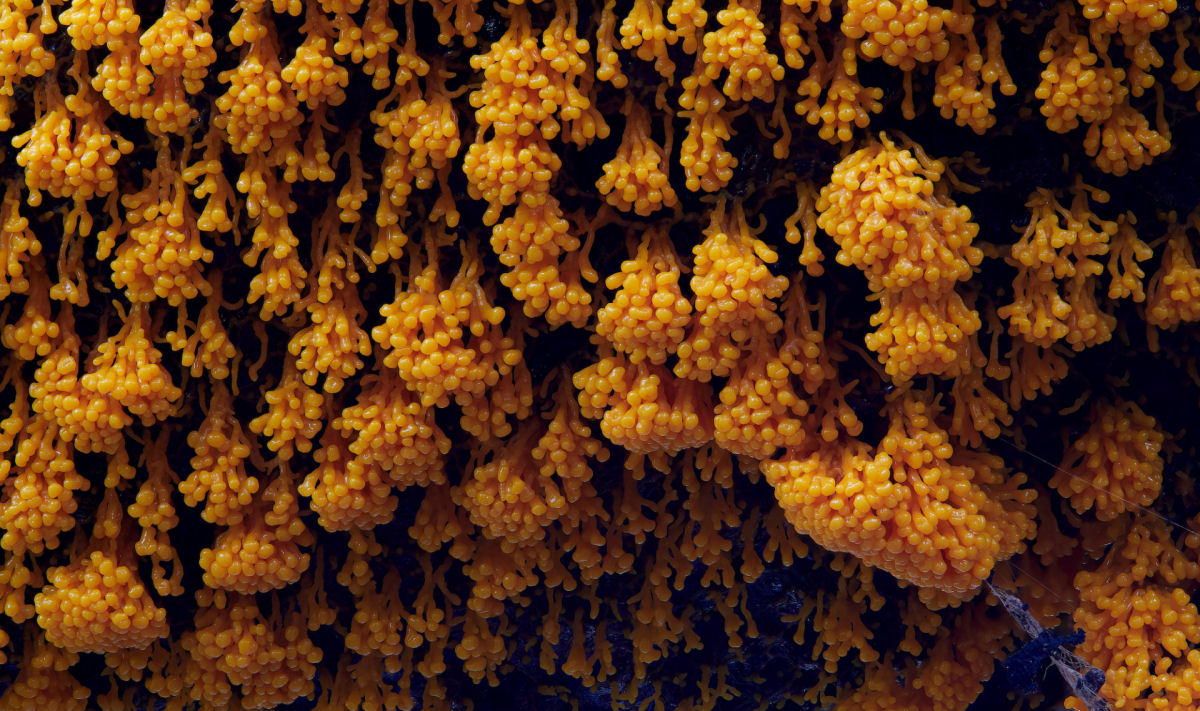 Macrofotografias mostram a espantosa biodiversidade dos fungos 12