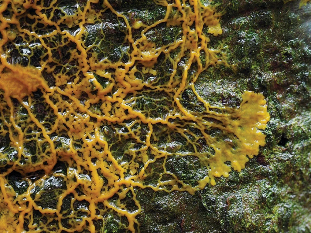 As incríveis habilidades dos fungos limosos