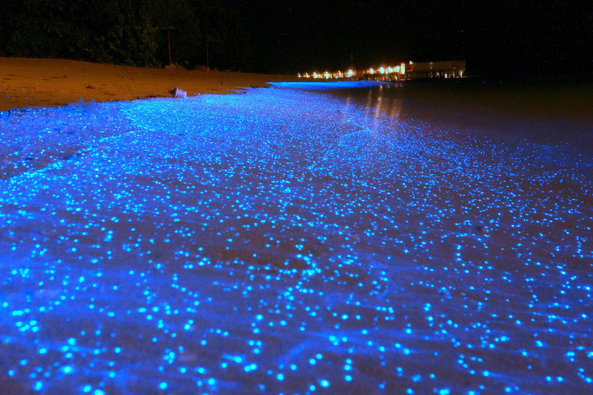 Praia nas Maldivas inundada de fitoplnctons bioluminescentes parece um oceano de estrelas 01