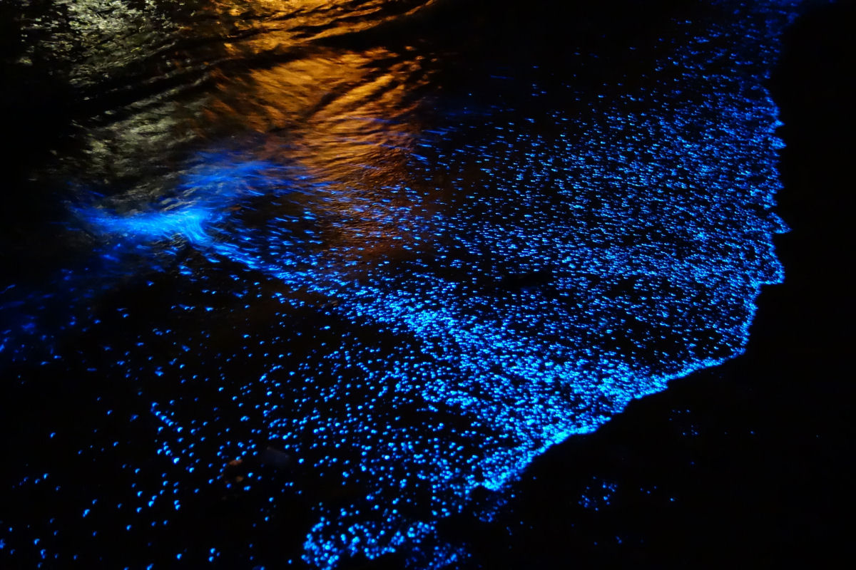 Praia nas Maldivas inundada de fitoplnctons bioluminescentes parece um oceano de estrelas 03