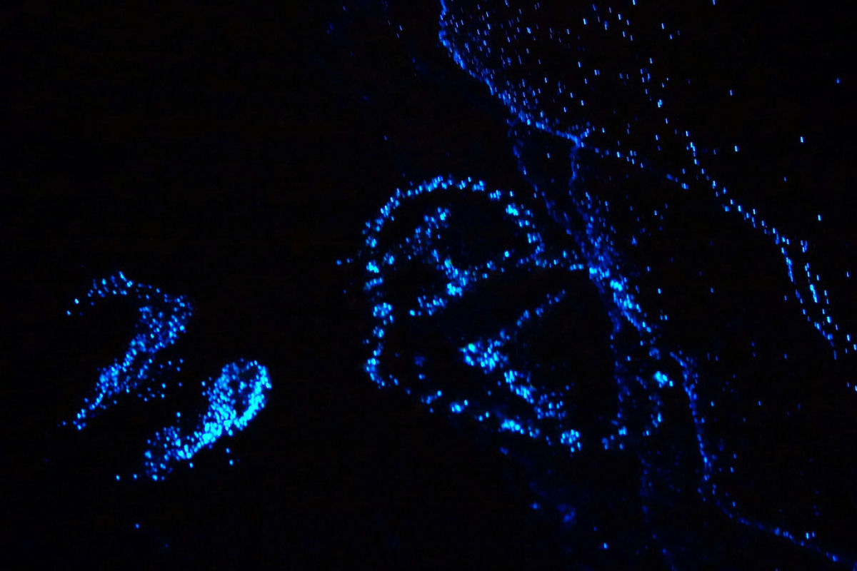 Praia nas Maldivas inundada de fitoplnctons bioluminescentes parece um oceano de estrelas 04