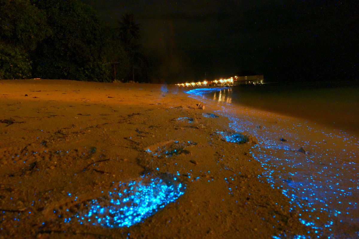 Praia nas Maldivas inundada de fitoplnctons bioluminescentes parece um oceano de estrelas 06