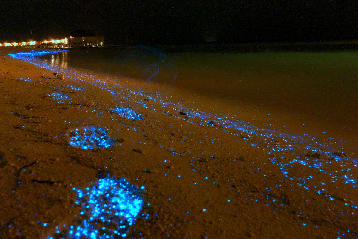 Praia nas Maldivas inundada de fitoplnctons bioluminescentes parece um oceano de estrelas 07