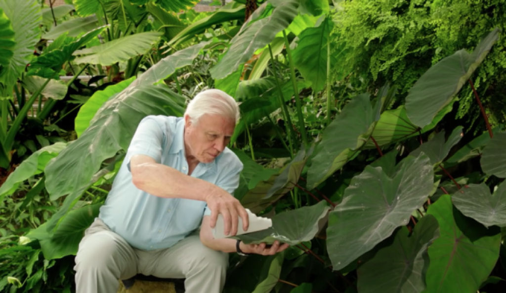 David Attenborough testa uma extraordinária planta à prova d'água