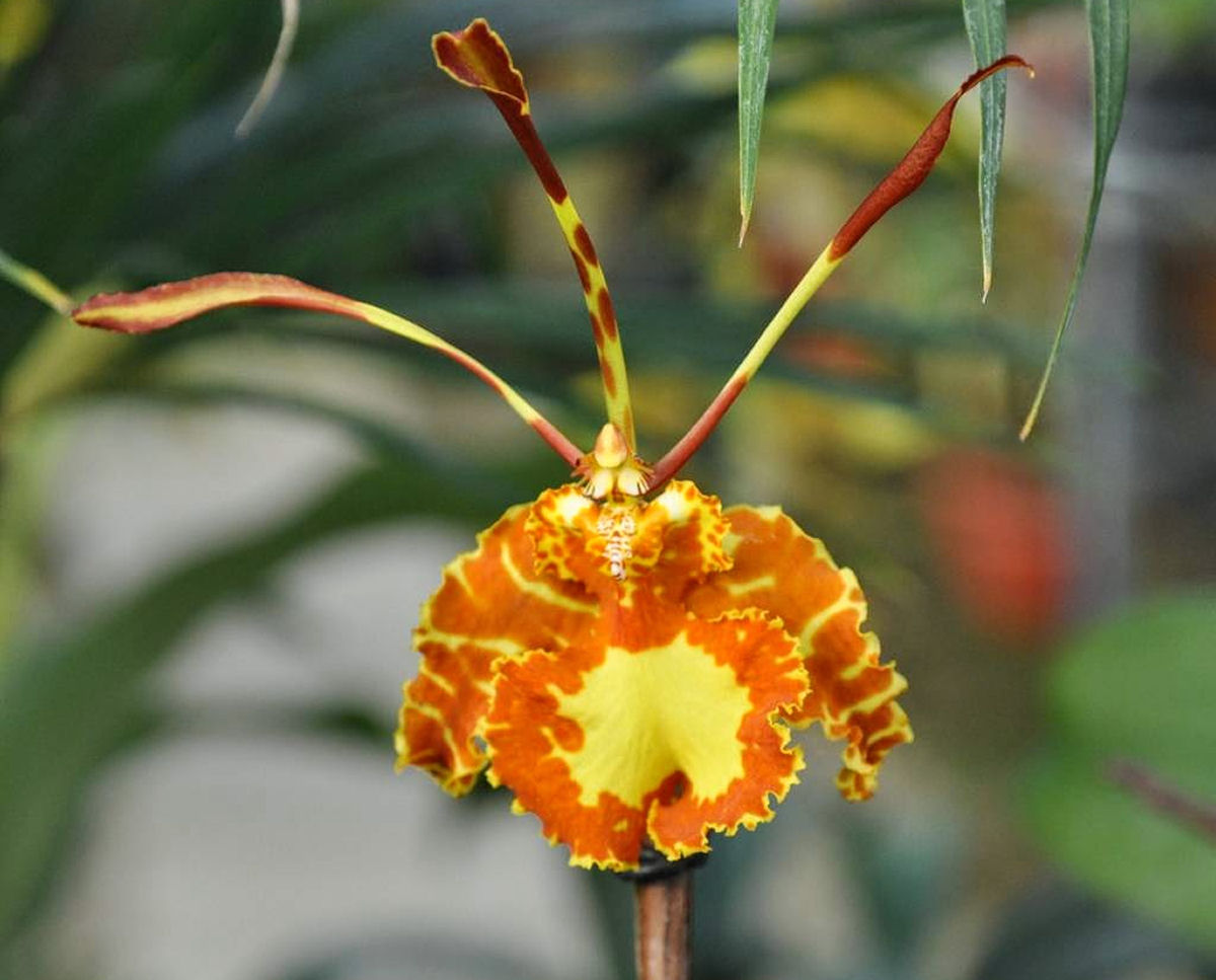 A bela orquídea-borboleta é polinizada por machos desavisados que tentam cruzar com ela