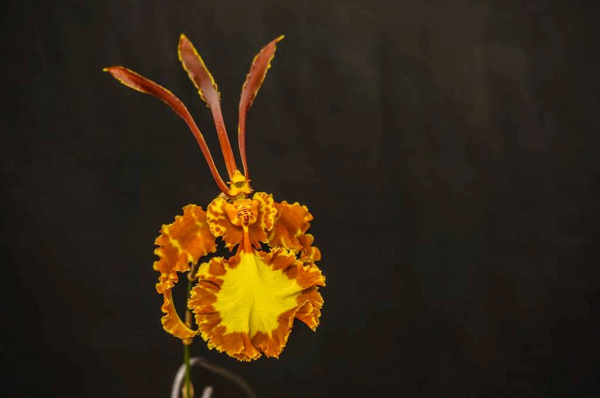 A bela orquídea-borboleta é polinizada por machos desavisados que tentam cruzar com ela