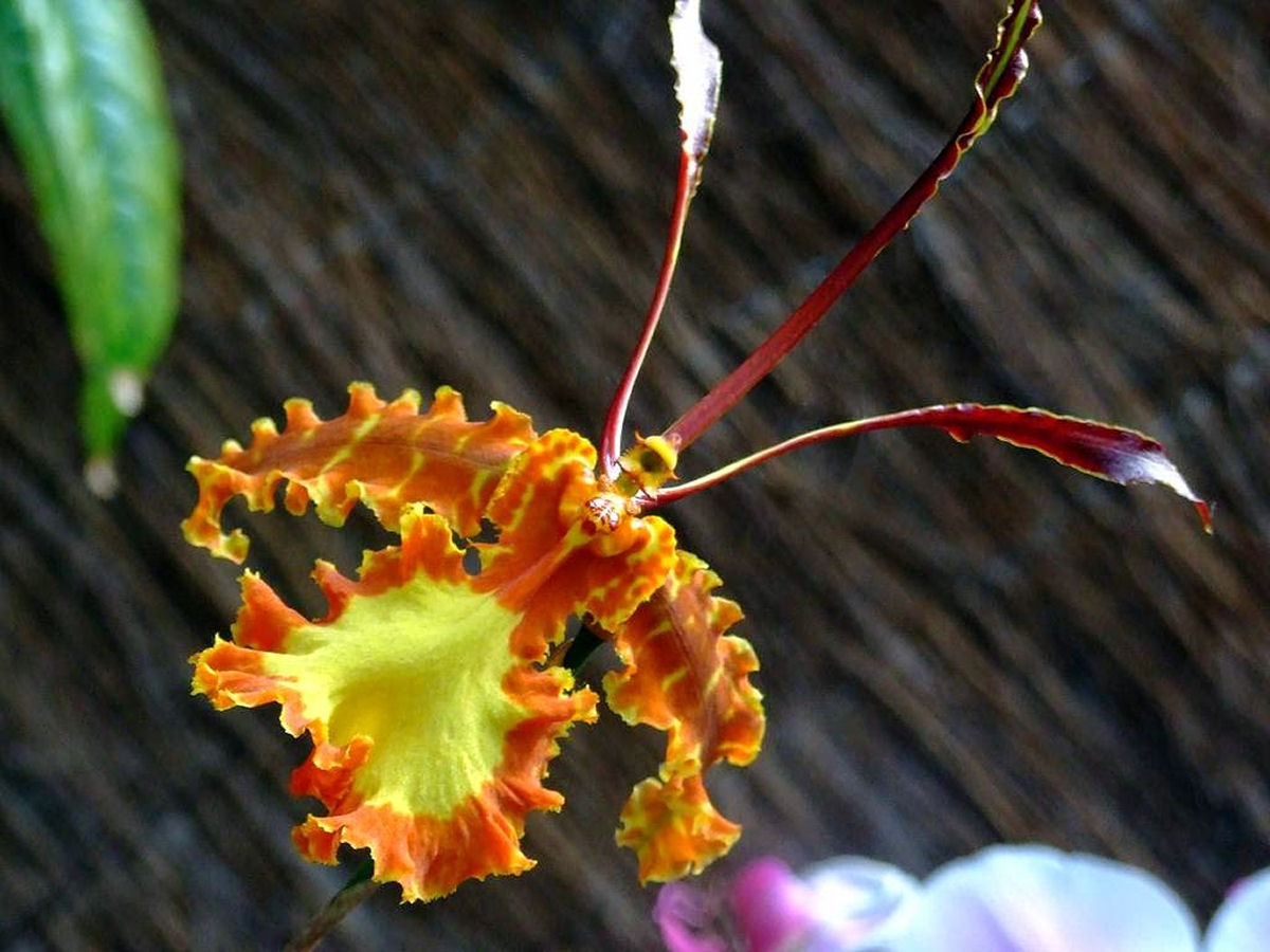 A bela orquídea-borboleta é polinizada por machos desavisados que tentam cruzar com ela