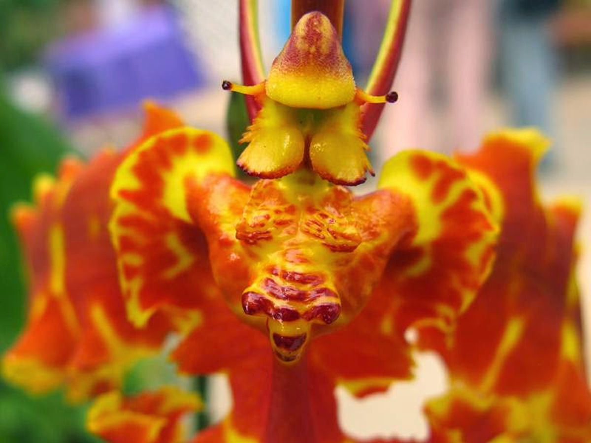 A bela orquídea-borboleta é polinizada por machos desavisados que tentam cruzar com ela
