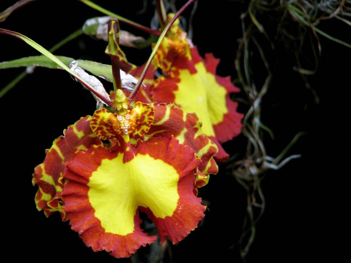 A bela orquídea-borboleta é polinizada por machos desavisados que tentam cruzar com ela