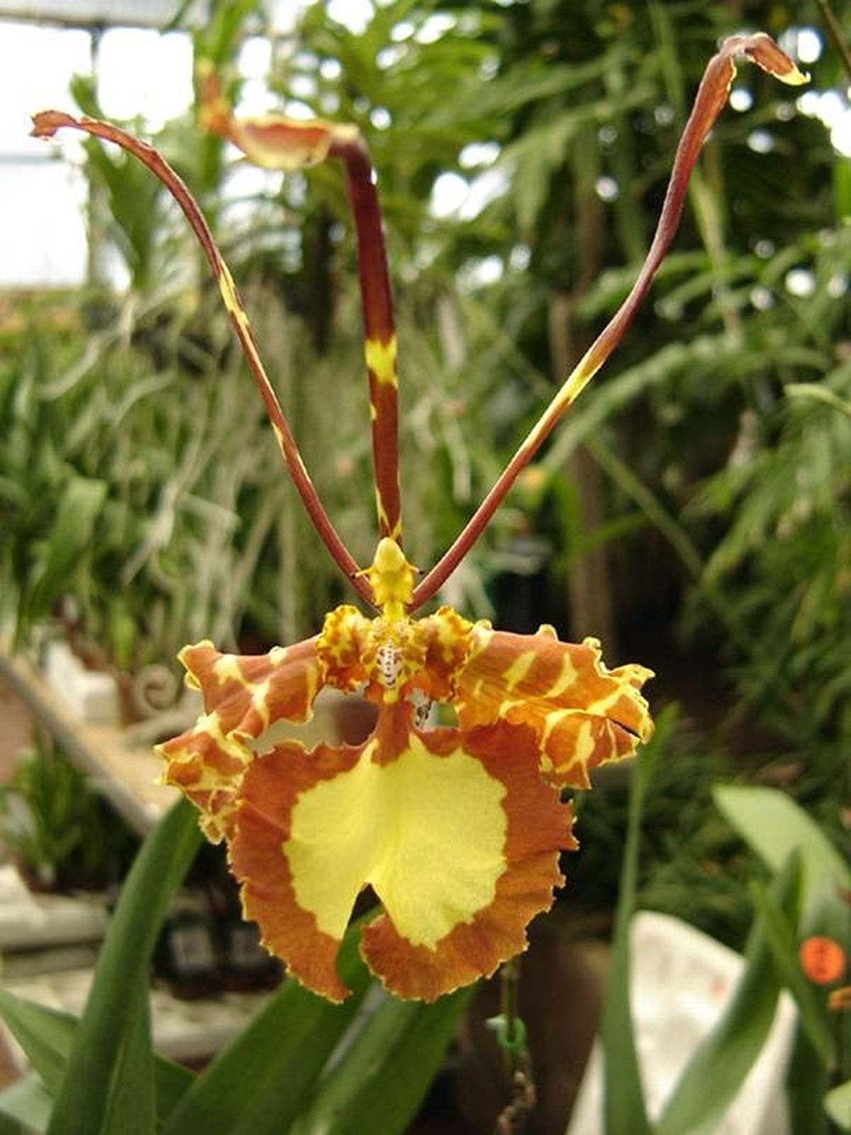A bela orquídea-borboleta é polinizada por machos desavisados que tentam cruzar com ela
