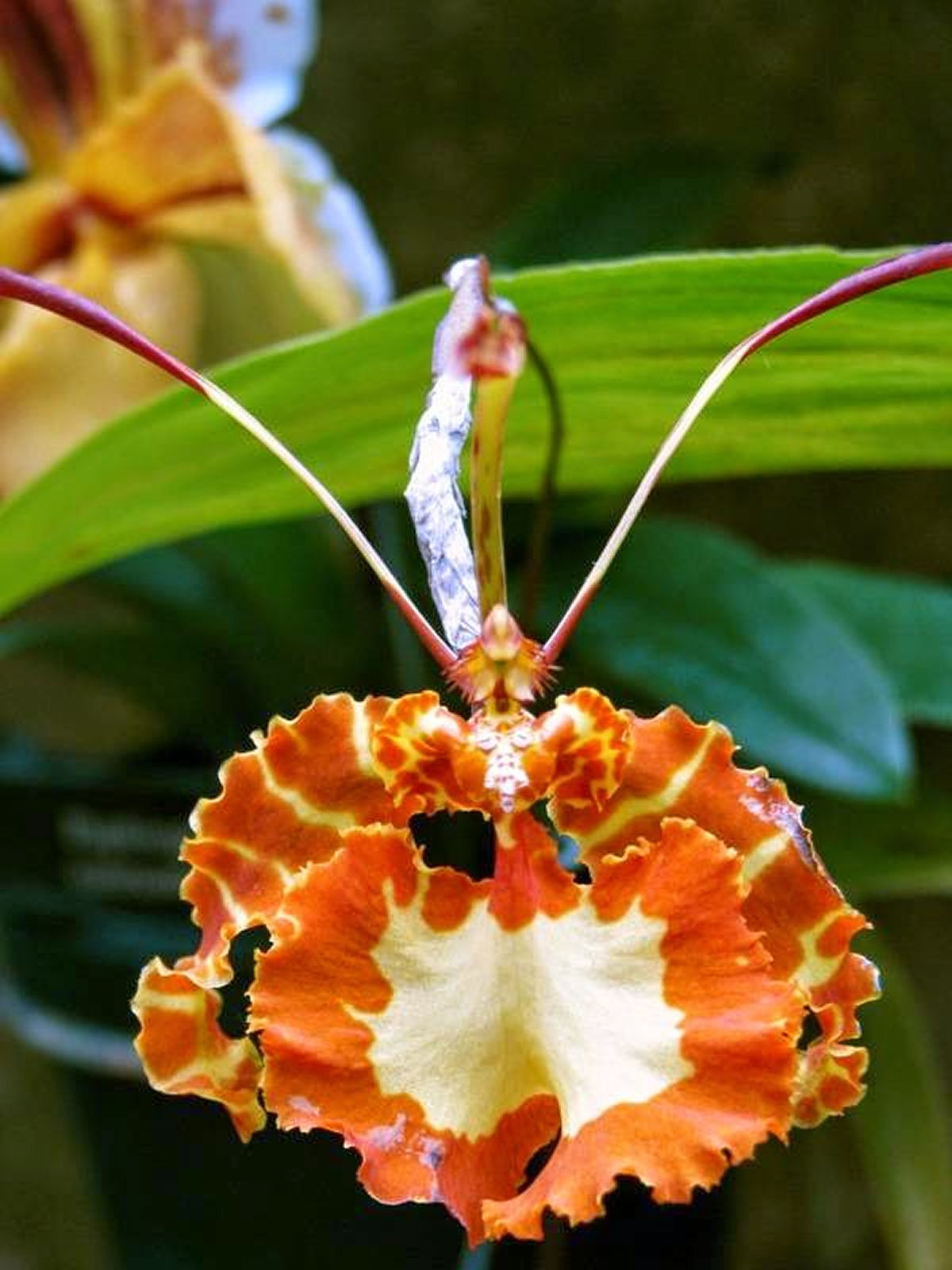 A bela orquídea-borboleta é polinizada por machos desavisados que tentam cruzar com ela