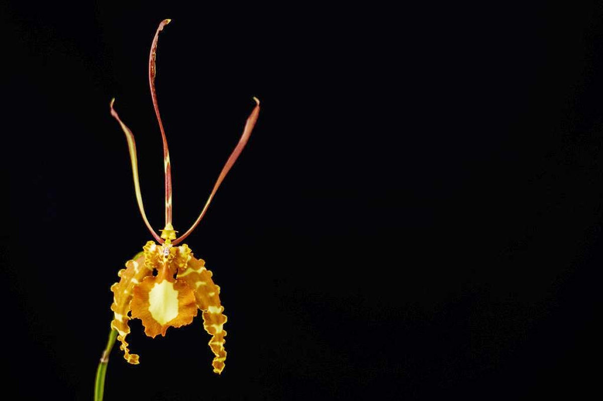 A bela orquídea-borboleta é polinizada por machos desavisados que tentam cruzar com ela