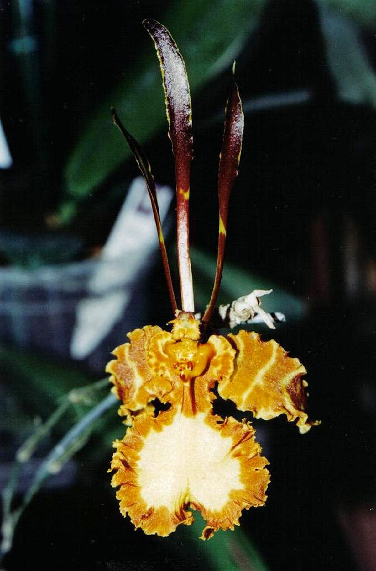 A bela orquídea-borboleta é polinizada por machos desavisados que tentam cruzar com ela
