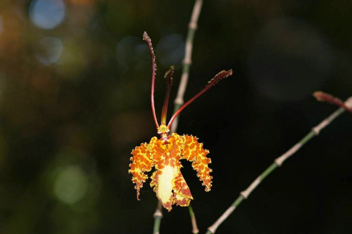 A bela orquídea-borboleta é polinizada por machos desavisados que tentam cruzar com ela