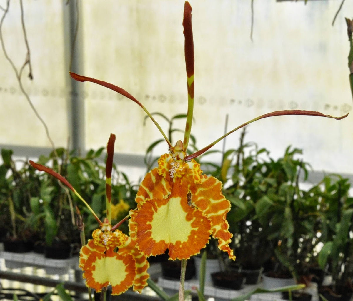 A bela orquídea-borboleta é polinizada por machos desavisados que tentam cruzar com ela