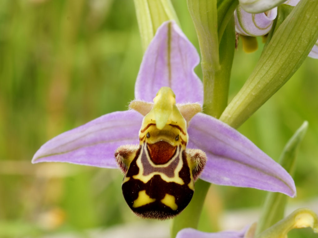 Top 10 surpreendentes espécies de orquídeas que se parecem com animais -  MDig