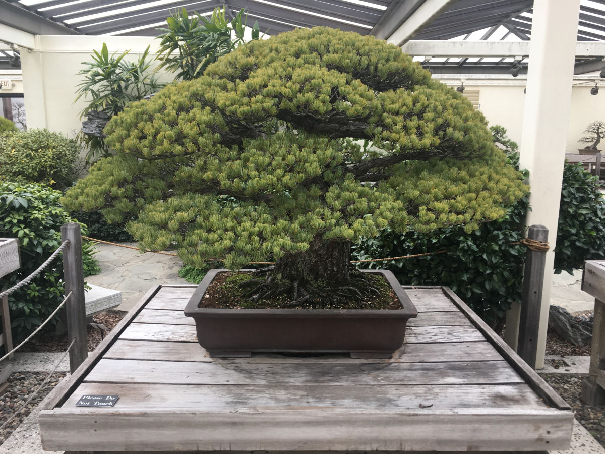 Este bonsai foi plantado em 1625, sobreviveu a Hiroshima e ainda segue crescendo 01