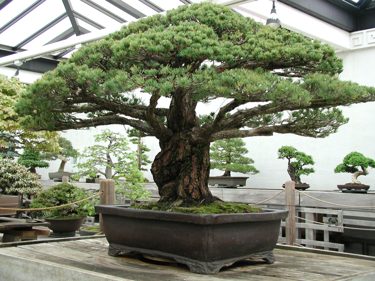 Este bonsai foi plantado em 1625, sobreviveu a Hiroshima e ainda segue crescendo 02