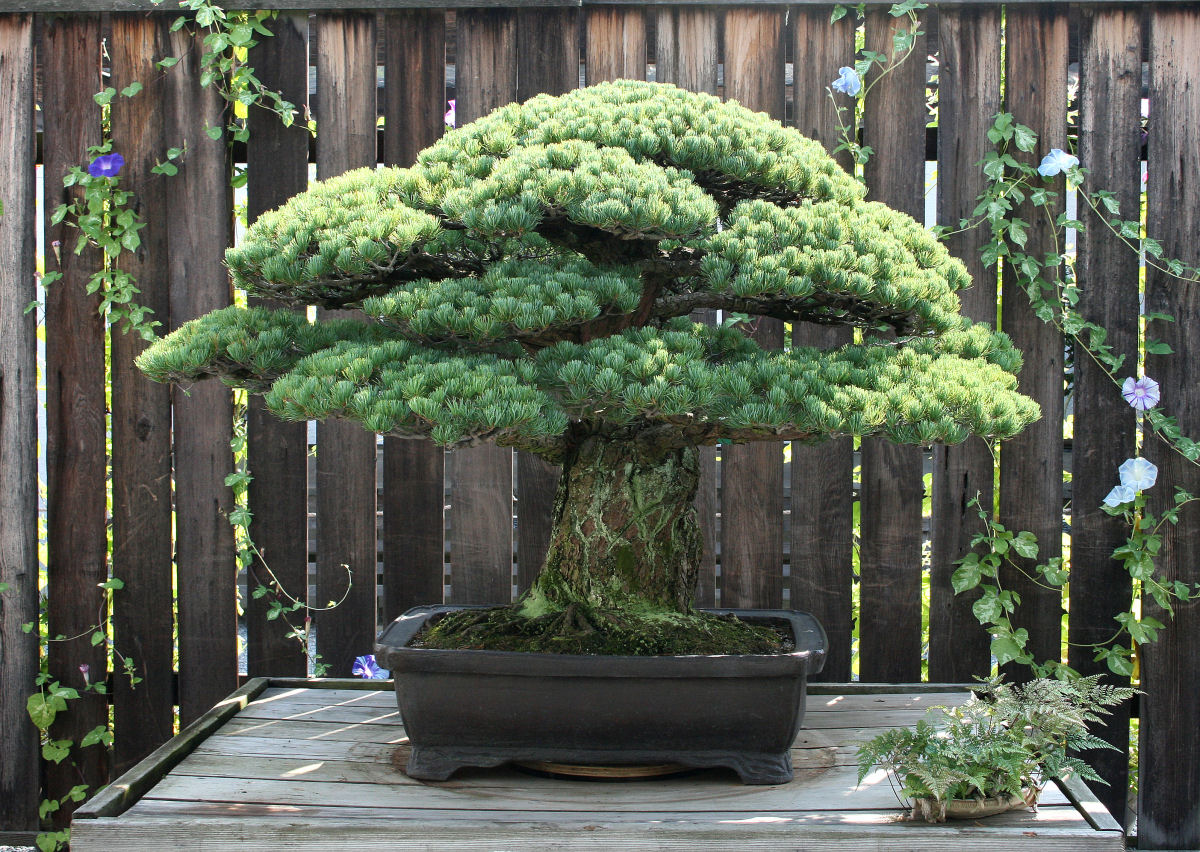 Este bonsai foi plantado em 1625, sobreviveu a Hiroshima e ainda segue crescendo 03