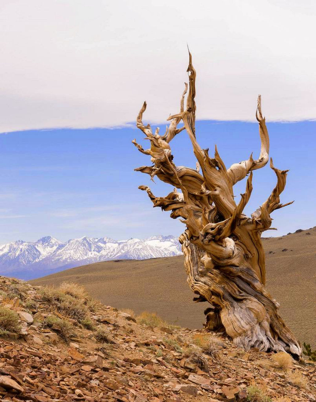 Pinus longaeva: as retorcidas criaturas mais longevas do mundo 02