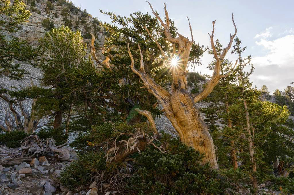 Pinus longaeva: as retorcidas criaturas mais longevas do mundo 05
