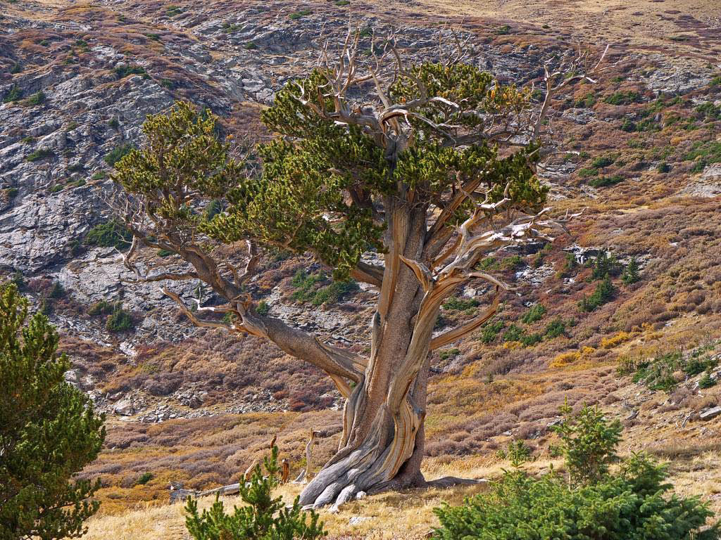 Pinus longaeva: as retorcidas criaturas mais longevas do mundo 06