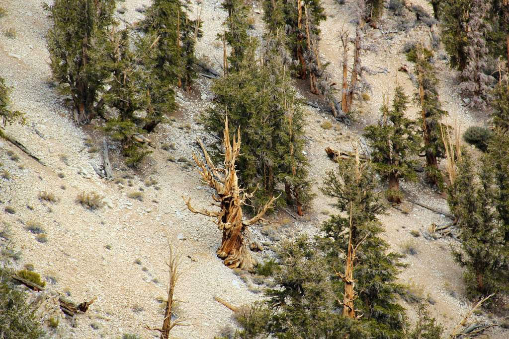 Pinus longaeva: as retorcidas criaturas mais longevas do mundo 08