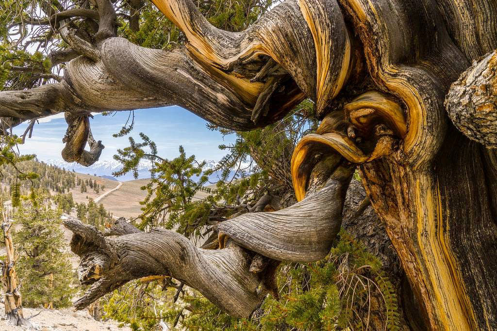 Pinus longaeva: as retorcidas criaturas mais longevas do mundo 09