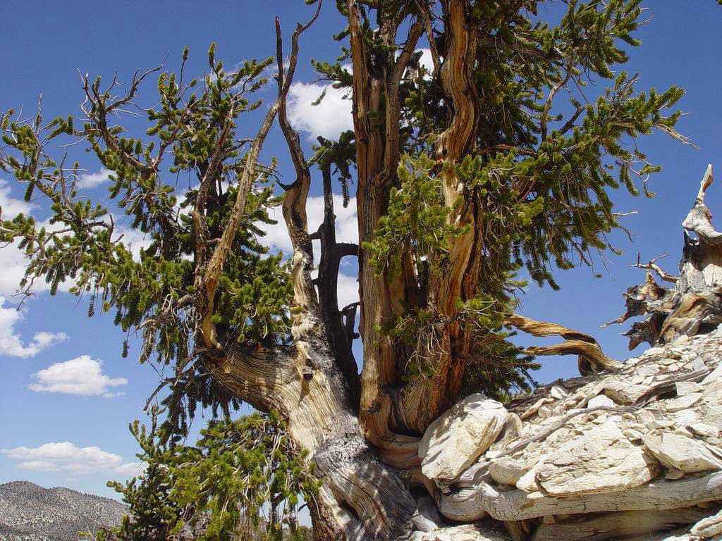 Pinus longaeva: as retorcidas criaturas mais longevas do mundo 10