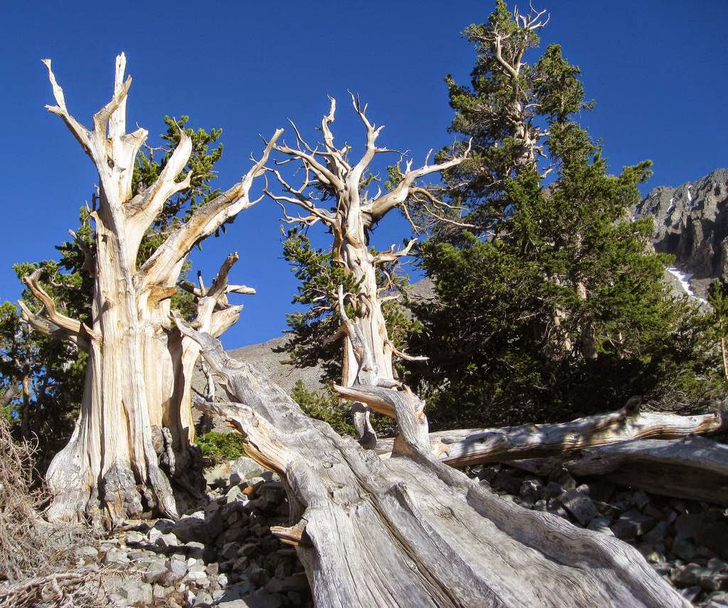 Pinus longaeva: as retorcidas criaturas mais longevas do mundo 11