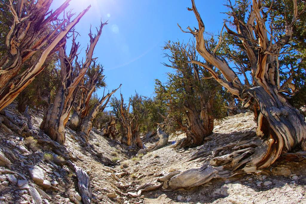 Pinus longaeva: as retorcidas criaturas mais longevas do mundo 12