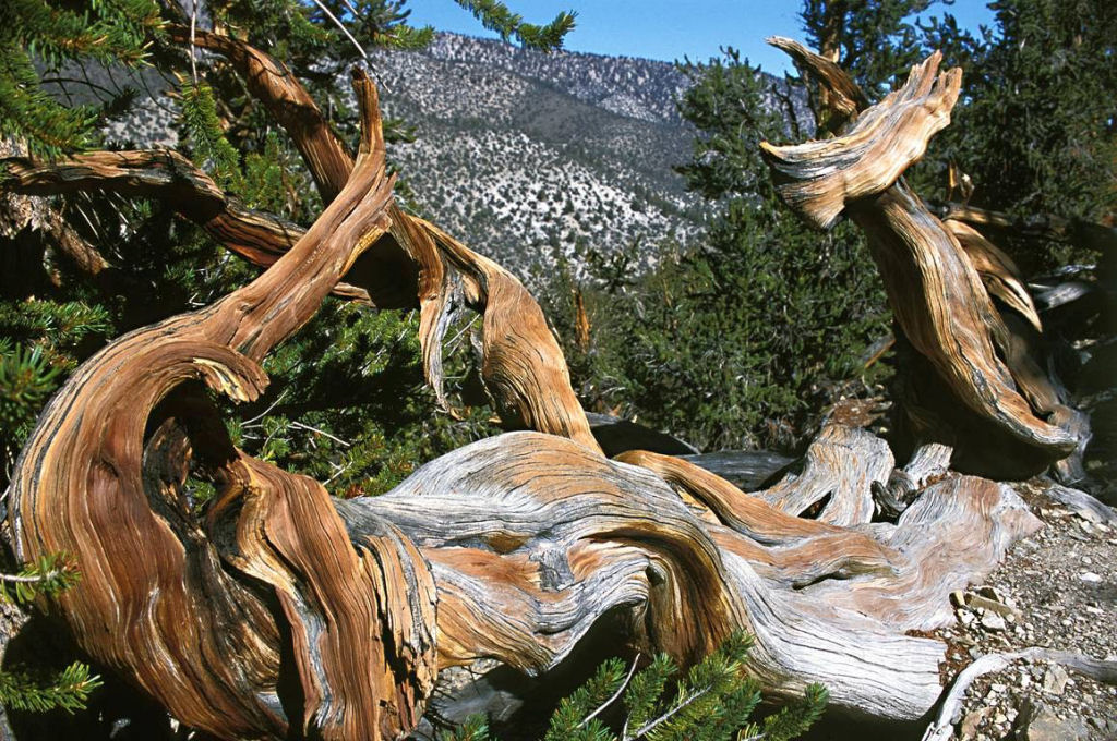 Pinus longaeva: as retorcidas criaturas mais longevas do mundo 13