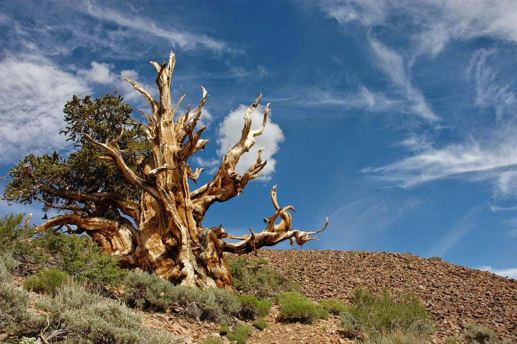 Pinus longaeva: as retorcidas criaturas mais longevas do mundo 14